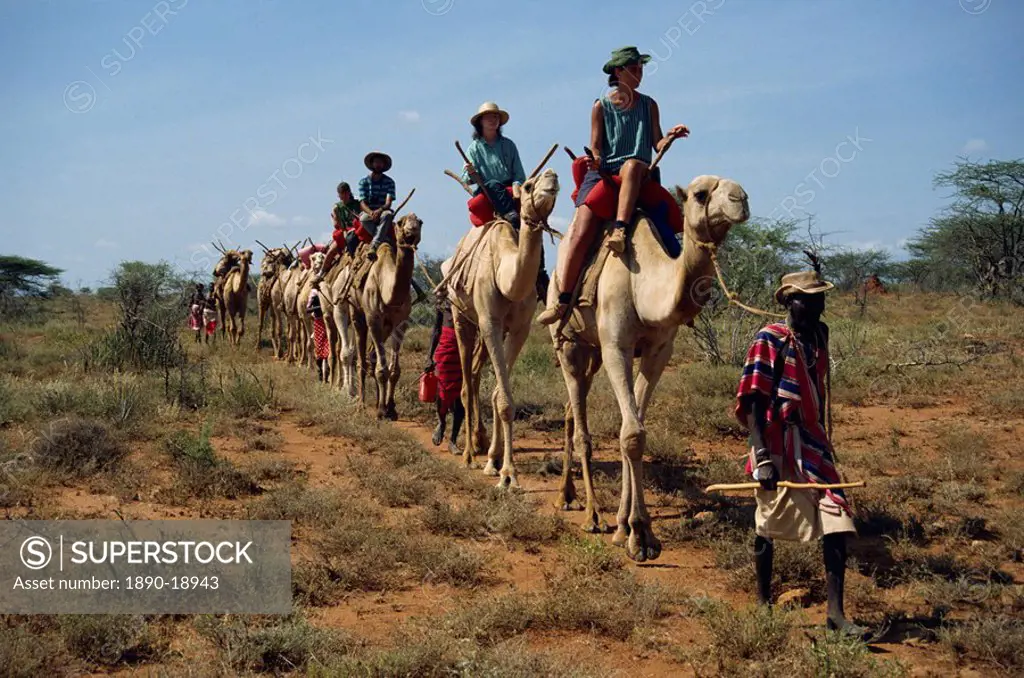 Tourists on camels, led by Samburu tribesman, Samburuland, Kenya, East Africa, Africa