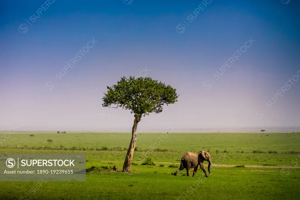 Elephant seen on a Safari in the Maasai Mara National Reserve, Kenya, East Africa, Africa