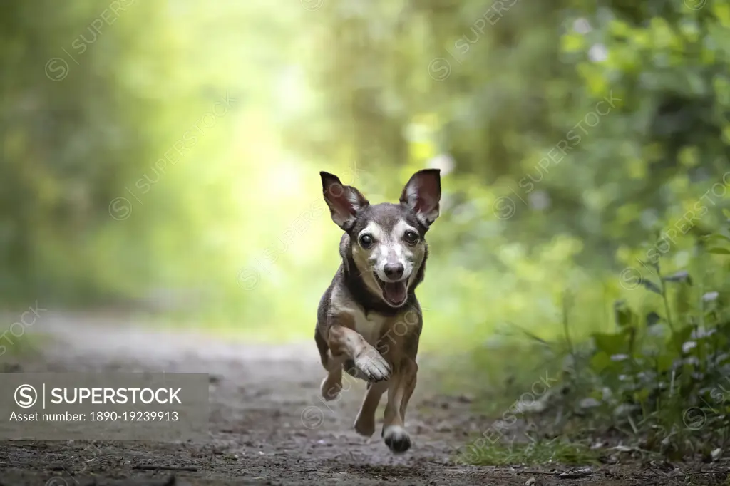 Small dog running towards the camera, Italy, Europe