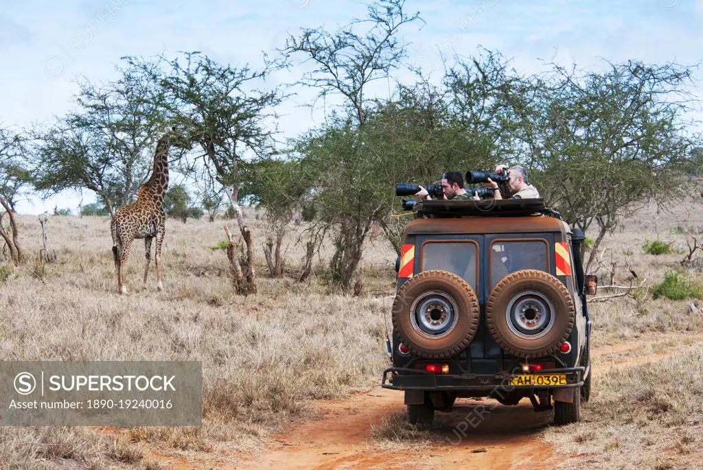 Tourists in the bush, Maasai Giraffe (Giraffa camelopardalis tippelskirchi), Lualenyi Ranch, Taita-Taveta County, Kenya, East Africa, Africa