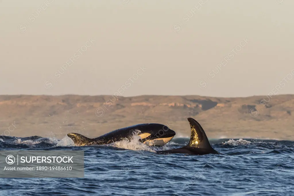 A pod of mammal eating killer whales (Orcinus orca), surfacing on Ningaloo Reef, Western Australia, Australia, Pacific