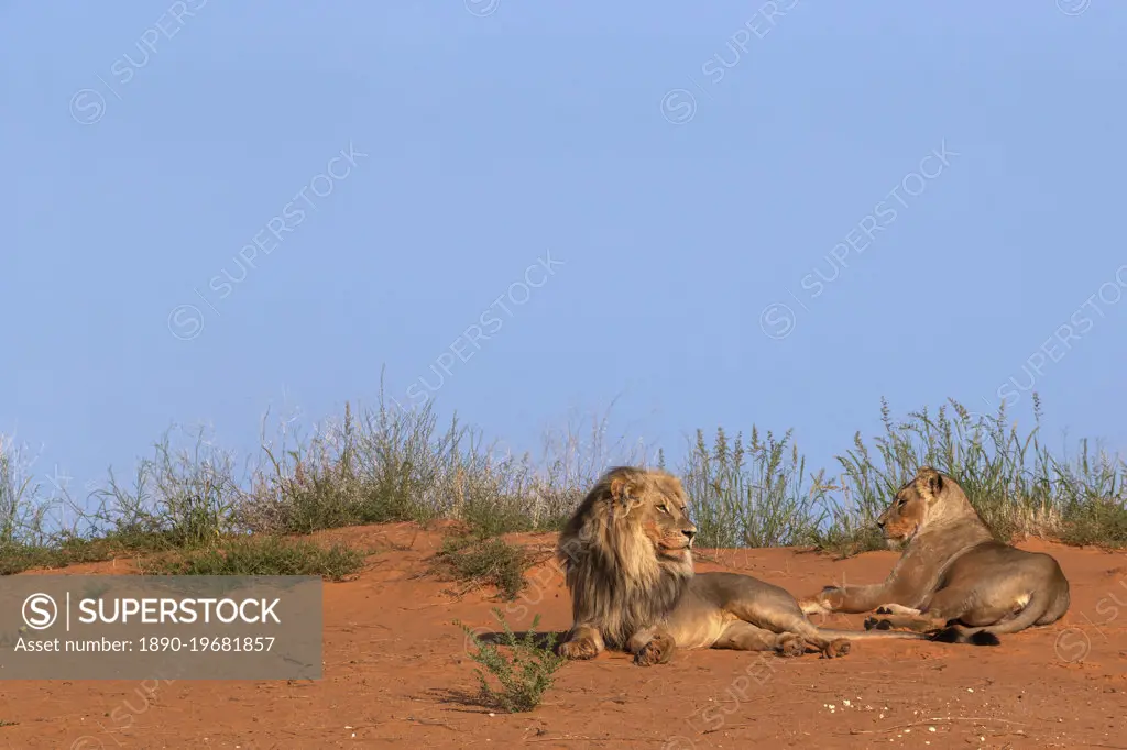 Lion and lioness (Panthera leo), Kgalagadi Transfrontier Park, Northern Cape, South Africa, Africa