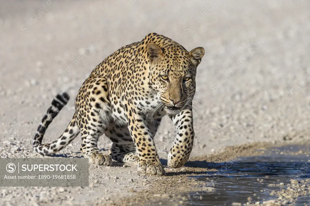 Leopard male (Panthera pardus) at puddle after rain, Kgalagadi Transfrontier Park, Northern Cape, South Africa, Africa