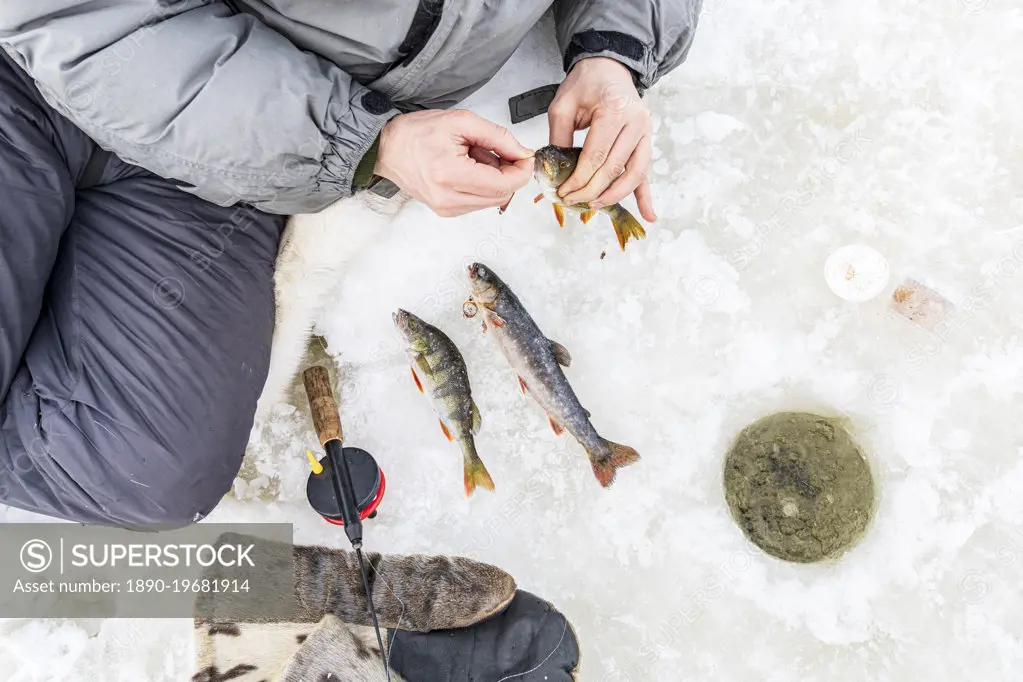 High angle view of man's hands holding fish just caught from ice hole, Lapland, Sweden, Scandinavia, Europe