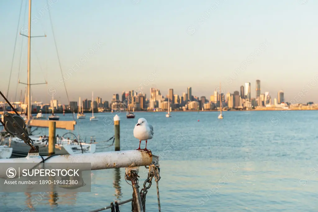 Seagull and City of Melbourne from Williamstown Port across Port Phillip Bay, Williamstown, Victoria, Australia, Pacific