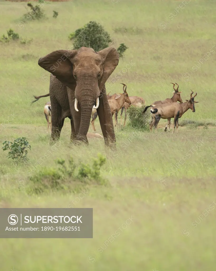 African Elephant, Addo Elephant National Park, Eastern Cape, South Africa, Africa