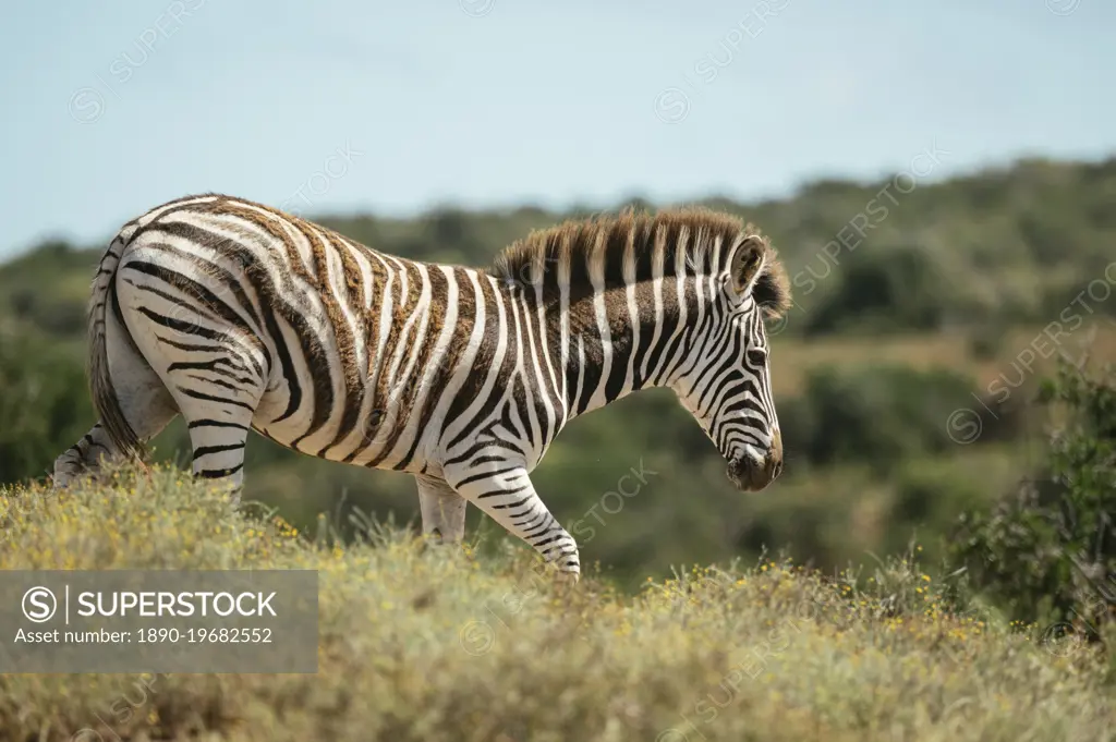 Burchells Zebra, Addo Elephant National Park, Eastern Cape, South Africa, Africa