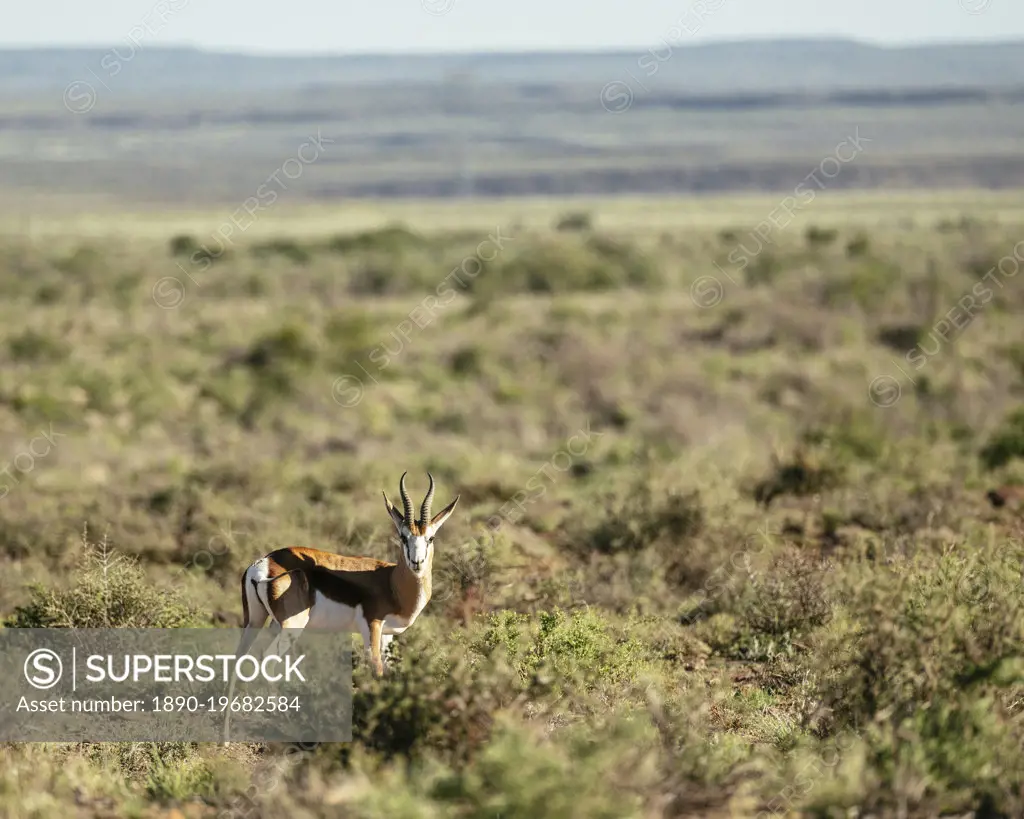 Springbok, Karoo National Park, Beaufort West, Western Cape, South Africa, Africa