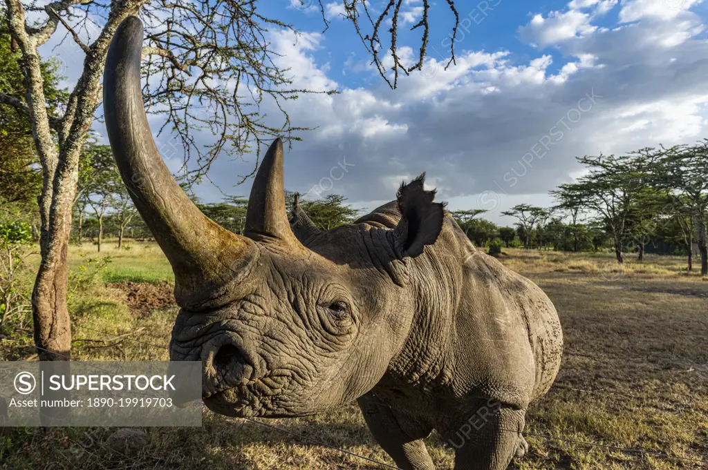 Black rhinoceros (hook-lipped rhinoceros) (Diceros bicornis), Oi Pejeta Natural Conservancy, Kenya, East Africa, Africa