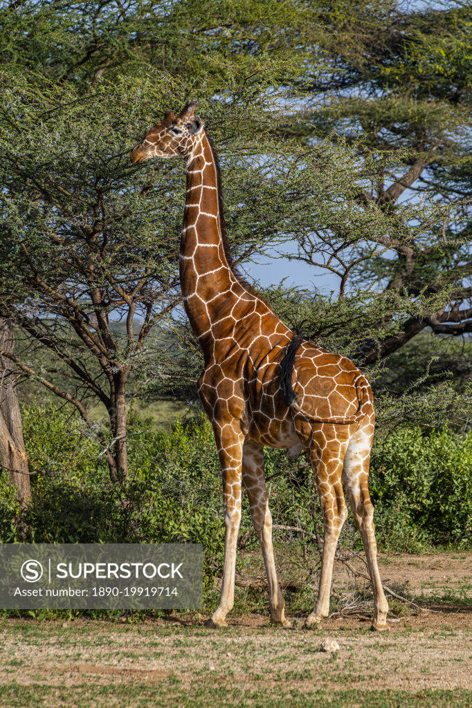 File:Giraffa camelopardalis (Girafe) - 379.jpg - Wikimedia Commons