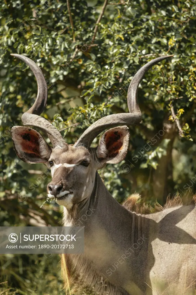 Kudu, Timbavati Private Nature Reserve, Kruger National Park, South Africa, Africa