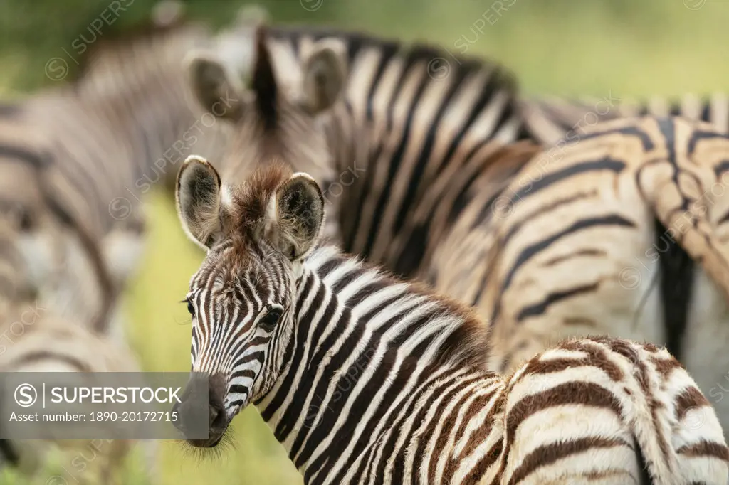 Burchell's Zebras, Makuleke Contractual Park, Kruger National Park, South Africa, Africa