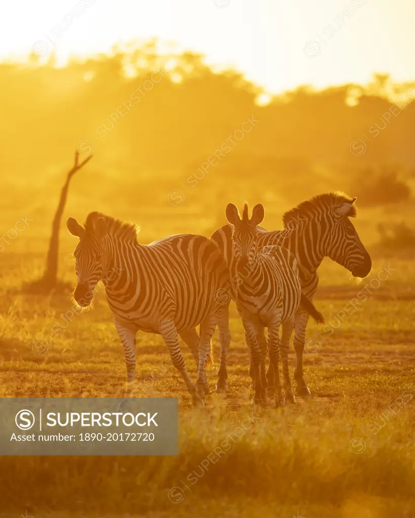 Burchell's Zebras, Makuleke Contractual Park, Kruger National Park, South Africa, Africa