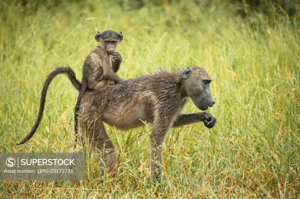 Female Baboon carrying her baby, Makuleke Contractual Park, Kruger National Park, South Africa, Africa