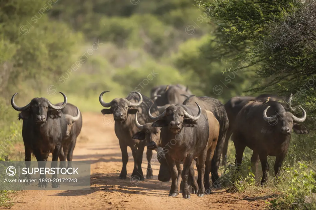 Cape Buffalos, Marataba, Marakele National Park, South Africa, Africa