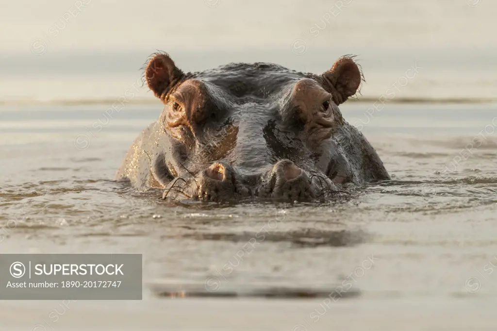 Hippo in Motlhabatsi River, Marataba, Marakele National Park, South Africa, Africa