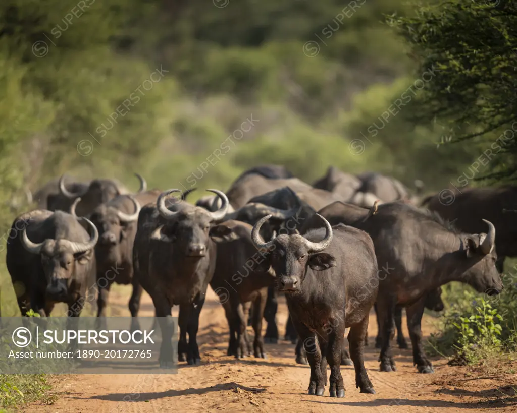 Cape Buffalos, Marataba, Marakele National Park, South Africa, Africa