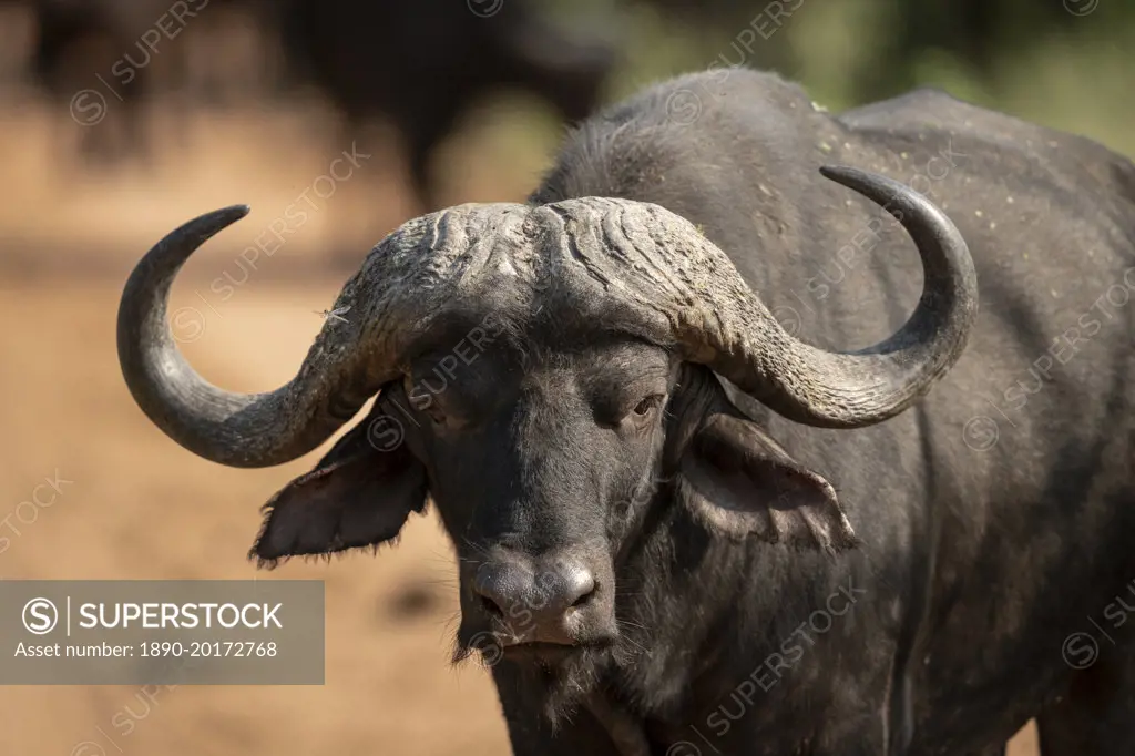 Cape Buffalo, Marataba, Marakele National Park, South Africa, Africa