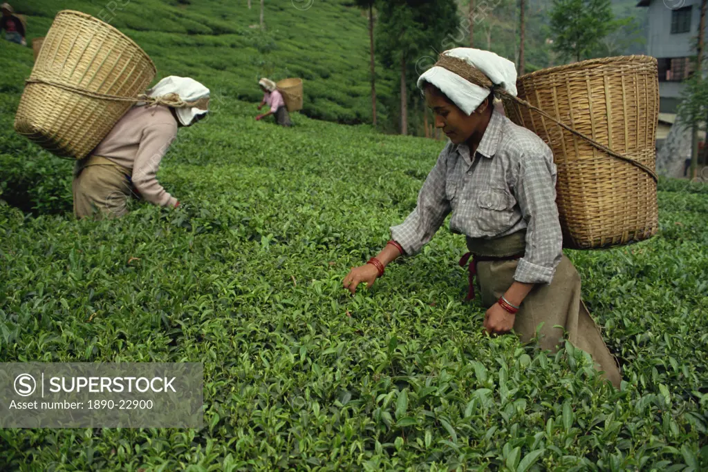 Nepali tea pickers, Gielle Tea Garden, Darjeeling, West Bengal, India, Asia