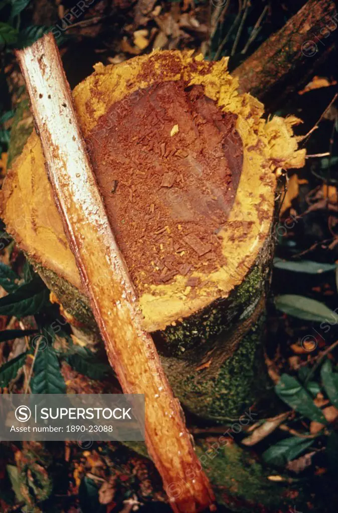 Close_up of shaman´s snuff from the yopo tree, the bark of which is made into hallucinogenic powder by the Yanomami Indians in Brazil, South America