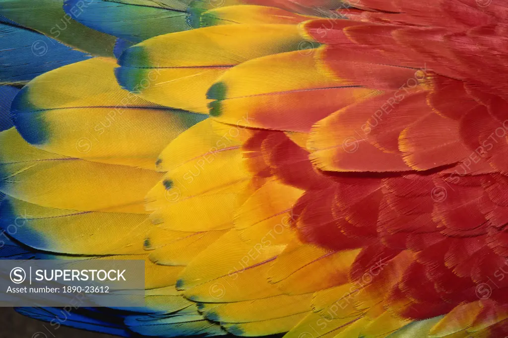 Feathers of scarlet macaw, Guatemala, Central America