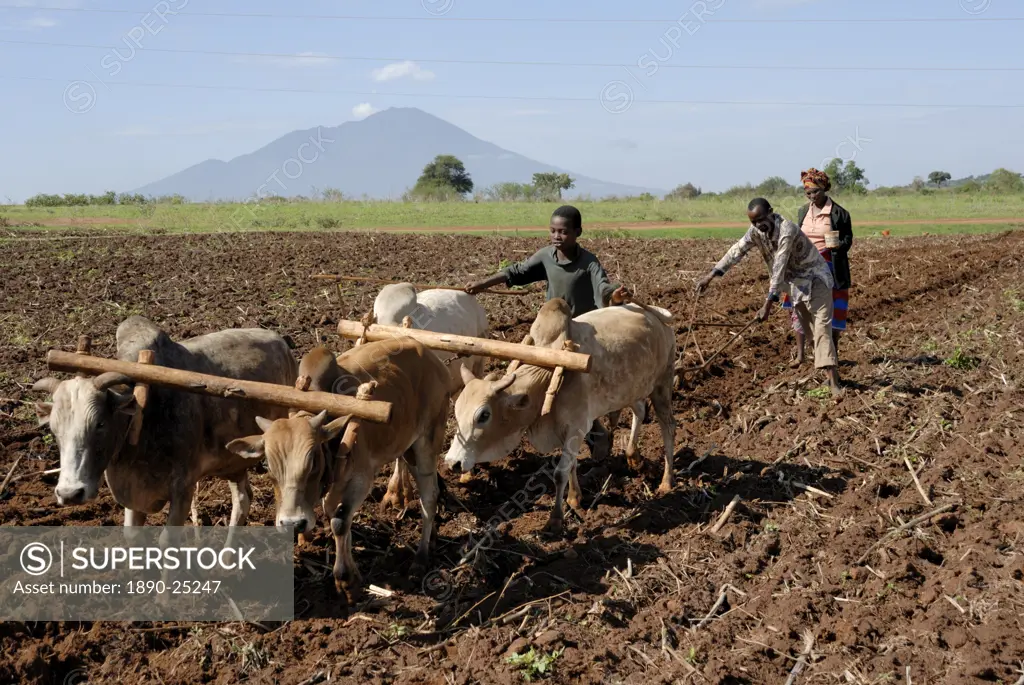 Ox plough, Mount Babati, Hanang, Tanzania, East Africa, Africa