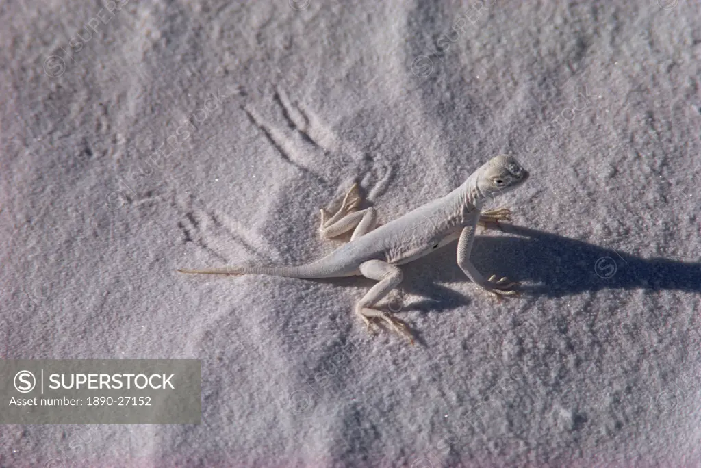 Lizard, White Sands, New Mexico, United States of America, North America