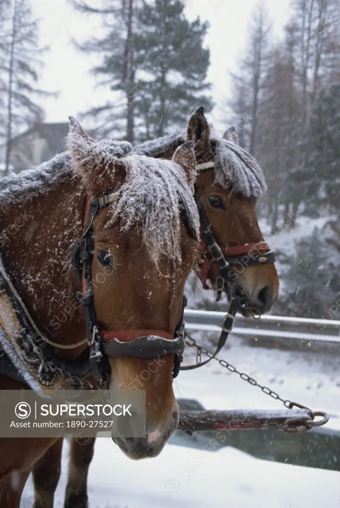 Horses pulling sleigh for sleigh rides to Pontressina in winter, Switzerland, Europe