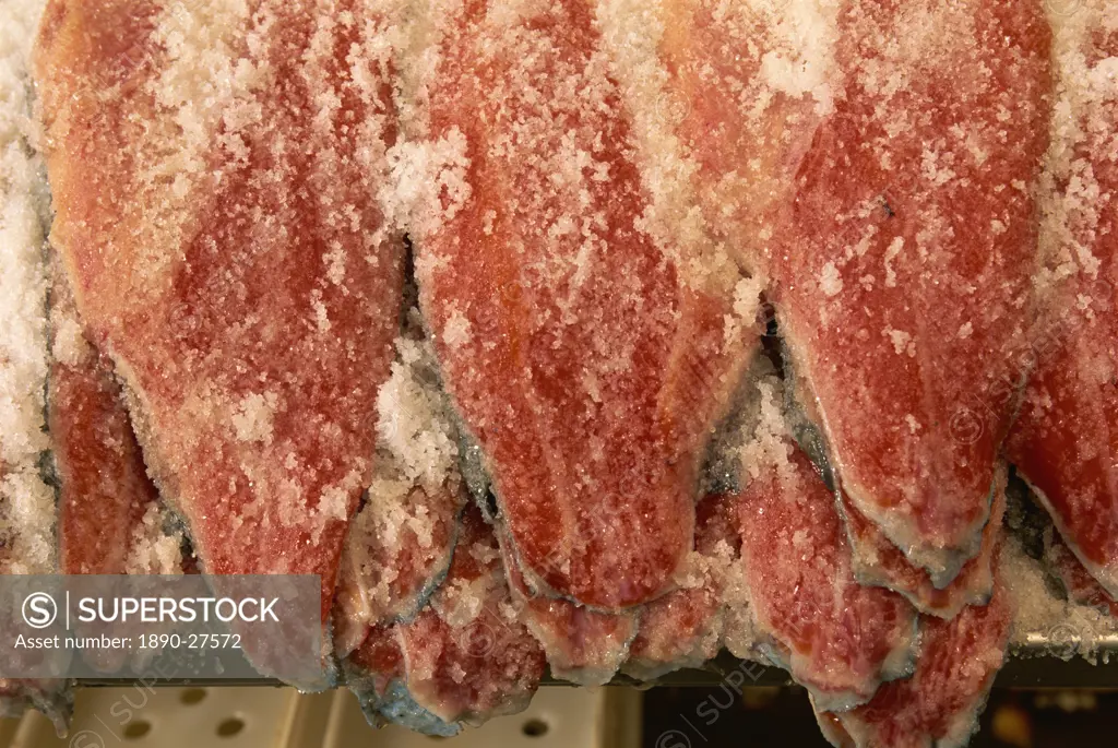 Salting salmon, Inverawe smokehouse, Scotland, United Kingdom, Europe