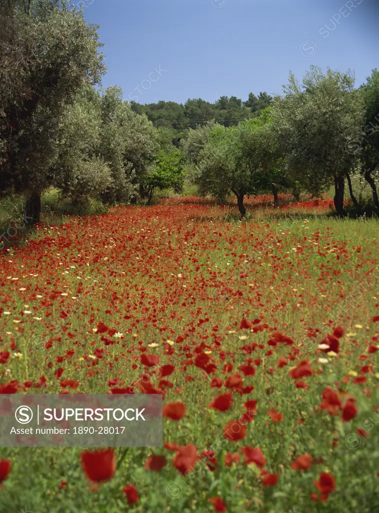 Wild flowers including poppies in a grove of trees, on the island of Rhodes, Dodecanese, Greek Islands, Greece, Europe