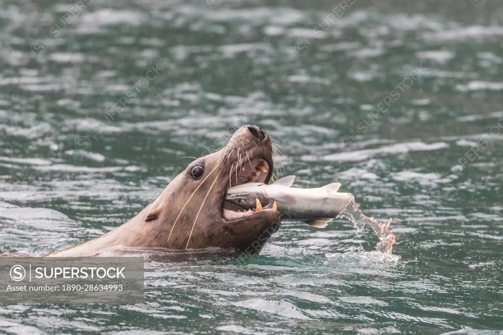 Adult male Steller sea lion (Eumetopias jubatus), chunking a salmon in the Inian Islands in southeast Alaska, United States of America, North America