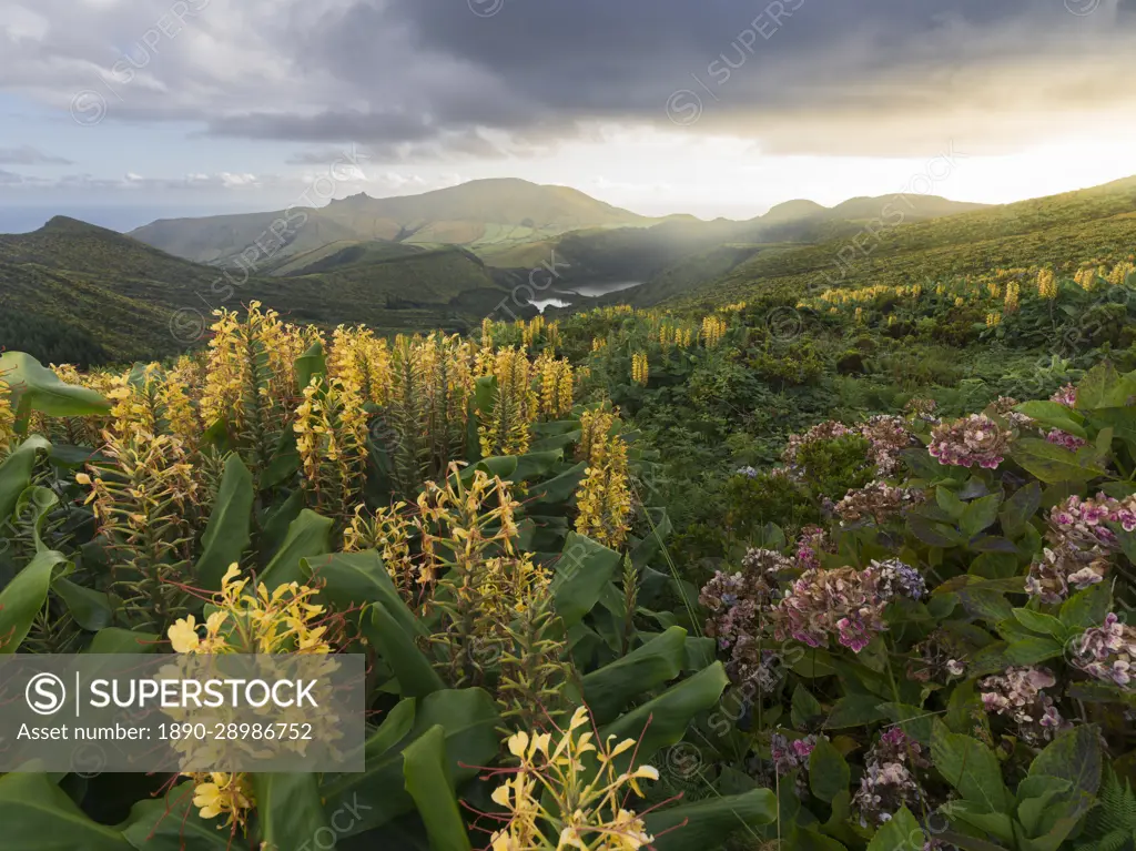 Countryside of Flores Island with many hydrangea and ginger lily flowers, Azores islands, Portugal, Atlantic, Europe