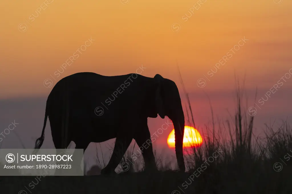 African elephant (Loxodonta africana) at sunset, Chobe National Park, Botswana, Africa