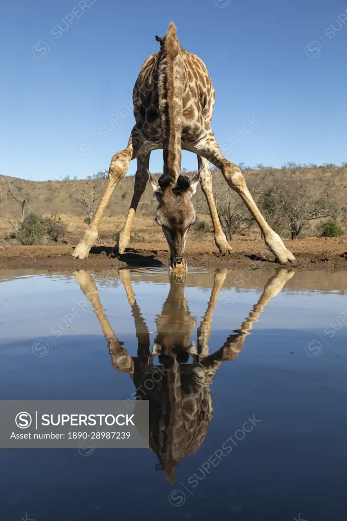 Giraffe (Giraffa camelopardalis) drinking, Zimanga Game Reserve, KwaZulu-Natal, South Africa, Africa