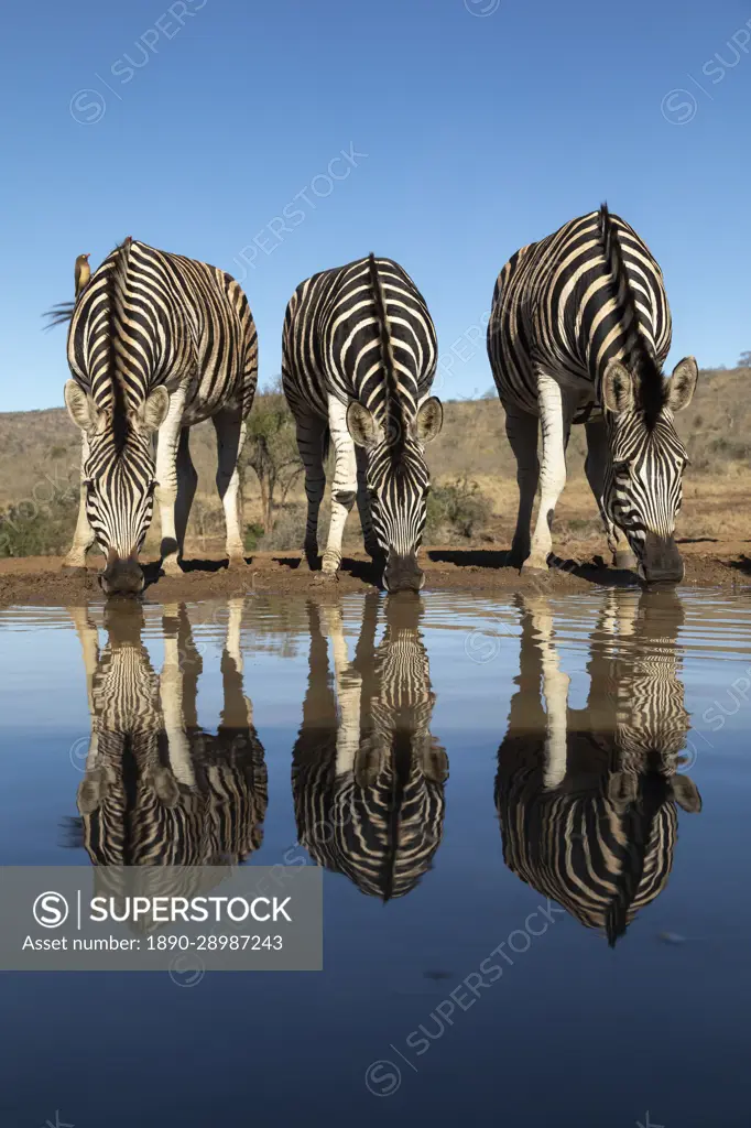 Plains zebra (Equus quagga burchellii) at water, Zimanga Game Reserve, KwaZulu-Natal, South Africa, Africa