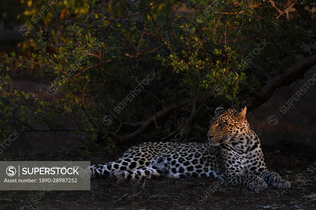 Leopard (Panthera pardus), Mashatu Game Reserve, Botswana, Africa