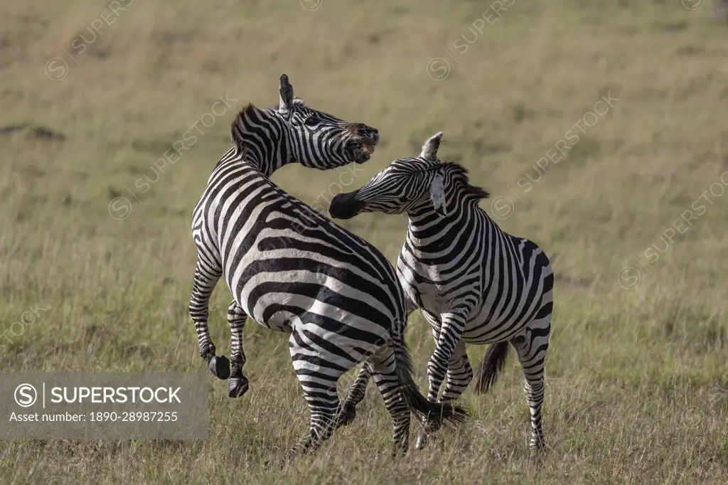 Plains zebra (Equus quagga boehmi) fighting, Masai Mara, Kenya, East Africa, Africa