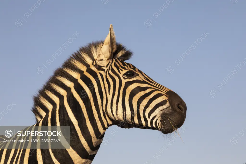 Plains zebra (Equus quagga burchellii), Zimanga Game Reserve, KwaZulu-Natal, South Africa, Africa