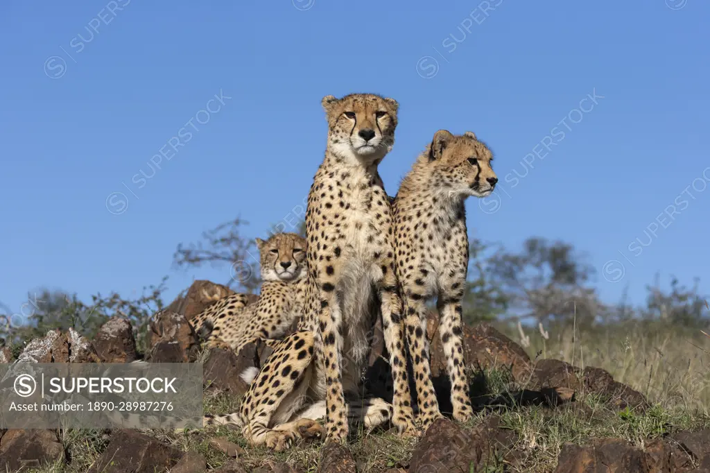 Cheetah (Acinonyx jubatus). Zimanga private game reserve, KwaZulu-Natal, South Africa, Africa