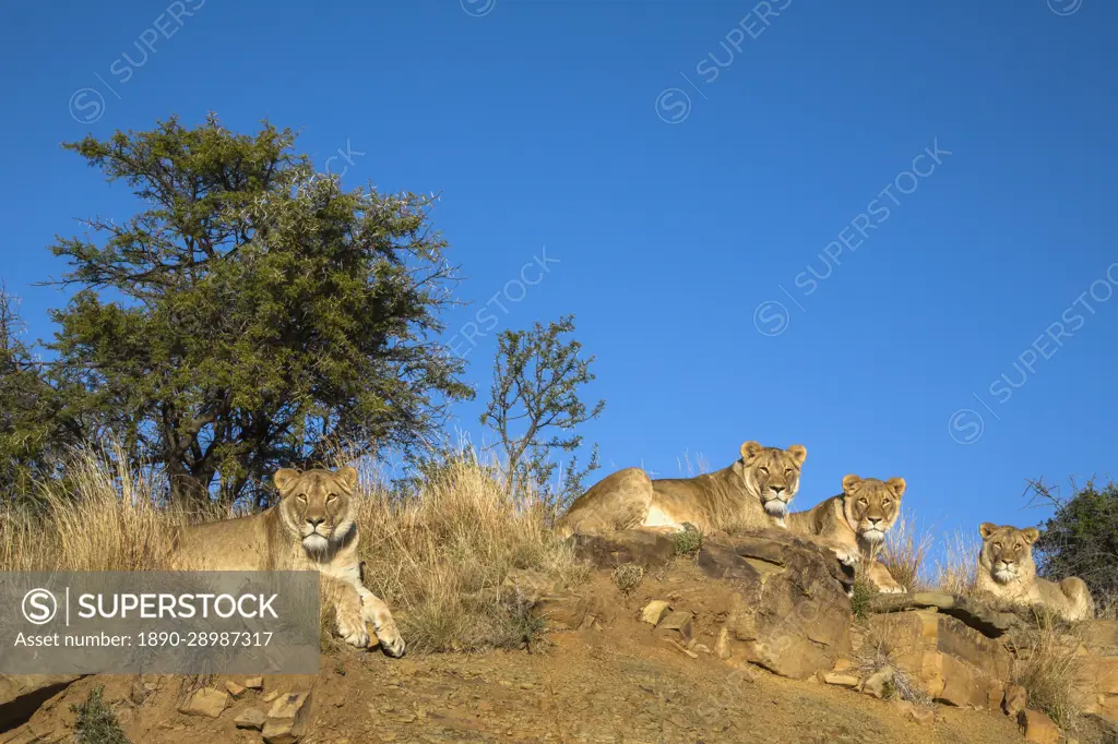 Lions (Panthera leo), Mountain Zebra National Park, South Africa, Africa