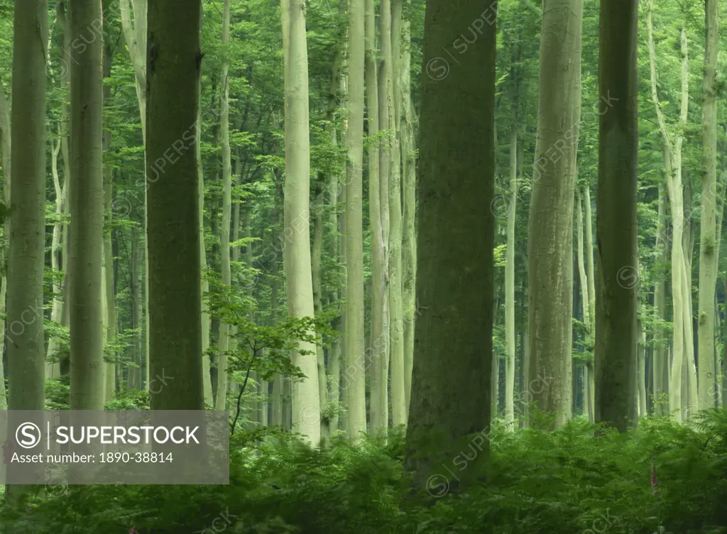 Tall straight trunks on trees in woodland in the Forest of Lyons, in Eure, Haute Normandie Normandy, France, Europe