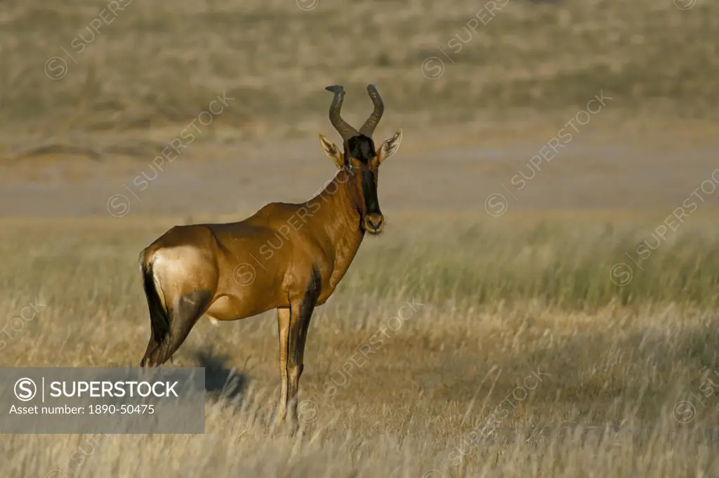 Red hartebeest Alcelaphus buselaphus, Kalahari Gemsbok Park, South Africa, Africa