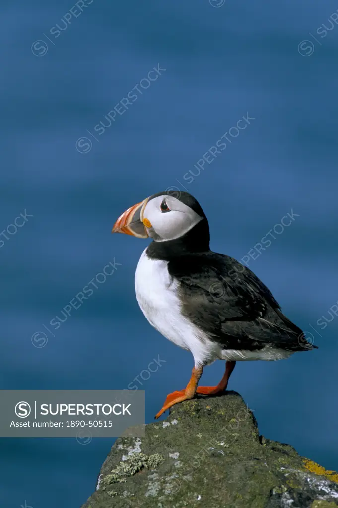 Puffin Fratercula arctica, Skomer Island, Pembrokeshire, Wales, United Kingdom, Europe