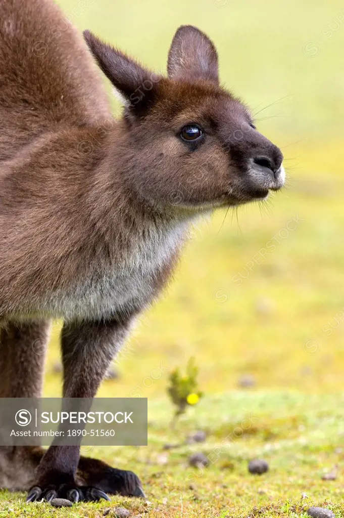 Kangaroo Macropus fuliginosus, Kangaroo Island, South Australia, Australia, Pacific