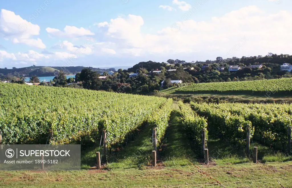 Vineyards, Ostend, Waiheke Island, North Island, New Zealand, Pacific