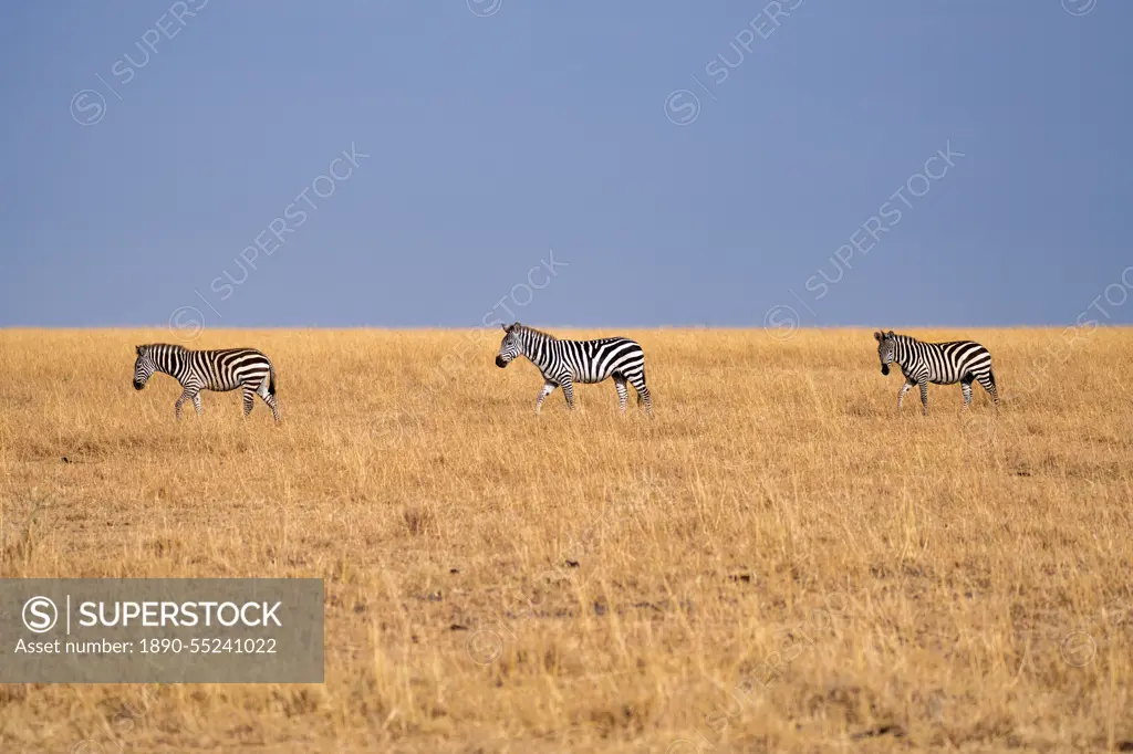 Zebras (Equus quagga) in the grasslands of the Maasai Mara, Kenya, East Africa, Africa