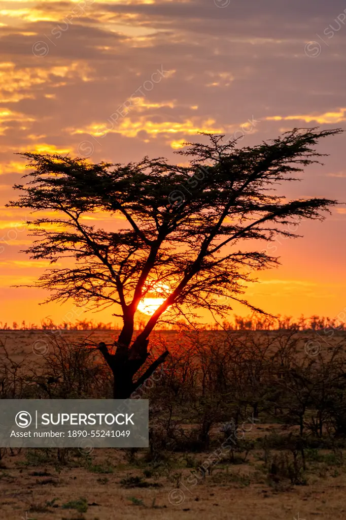 Sunrise behind a tree in the Maasai Mara, Kenya, East Africa, Africa