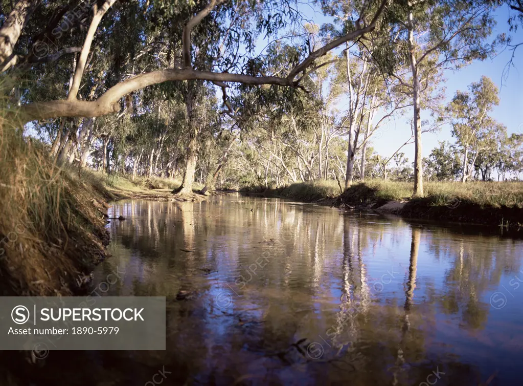 Gum trees beside Hann River, central Gibb River Road, Kimberley, Western Australia, Australia, Pacific