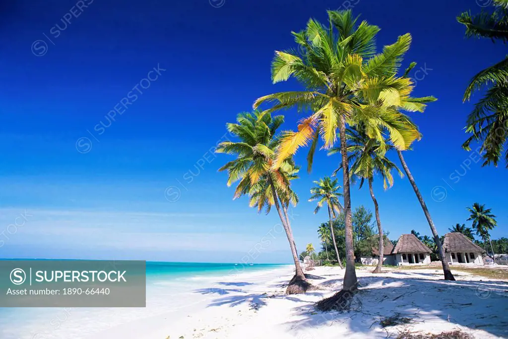 Palm trees, white sandy beach and Indian Ocean, Jambiani, island of Zanzibar, Tanzania, East Africa, Africa