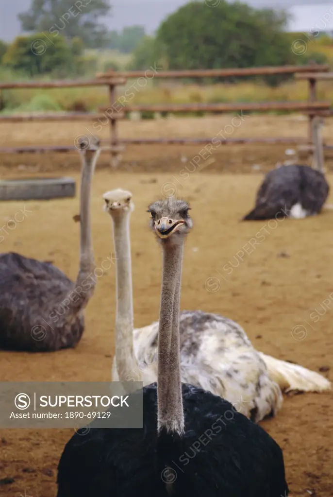 Ostrich farm in Oudtshoorn, Little Karoo, South Affrica